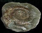 Large Pyritized Dactylioceras Ammonite #10565-1
